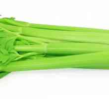 Zelena celer: korisna svojstva i kontraindikacije