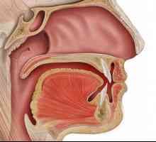 Antirinum - otvaranje vodi od ušća u grlu. Bolesti, simptoma, liječenje