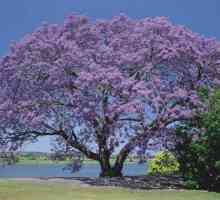 Jacaranda (ljubičasta stablo) raste u Rusiji li i gdje? Gdje raste Jacaranda (ljubičasta drvo)?