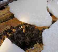 Zimovanja pčela u divljini: snijeg, bez izolacije