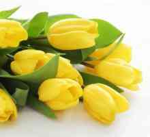 Vrijednost žutih tulipana i kome oni daju