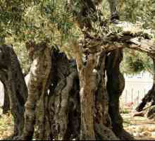 Poznati kršćanski svetišta: Getsemanskom vrtu