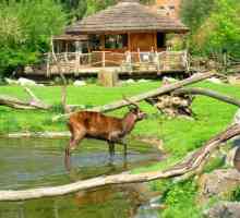 Zoološki vrt Prag - najbolje mjesto za obiteljski odmor