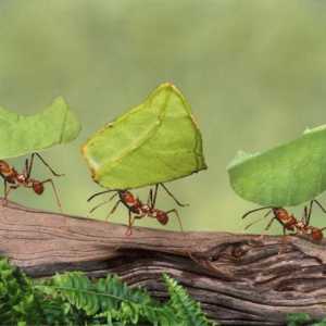 10 Zanimljivosti o mravima. Najzanimljivije činjenice o mravima za djecu