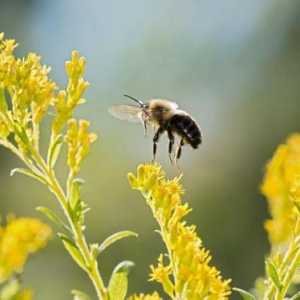 7 Vrsta pčela, koje su pod prijetnjom izumiranja