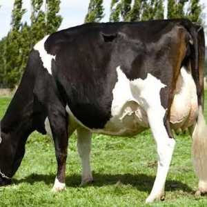 A Holstein krave tretirane nas na mlijeko!