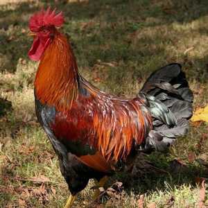 Zašto kokoši i pijetlovi su boje drugačije?