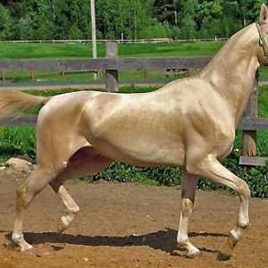 Akhal-Teke konj Isabella odijelo. Značajke pasmina