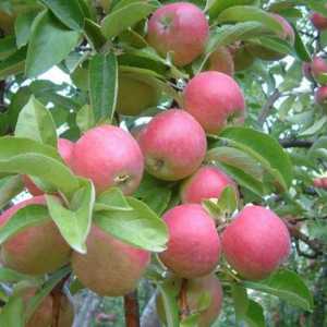 Idared - jabuka sorta koja vrijedi probati