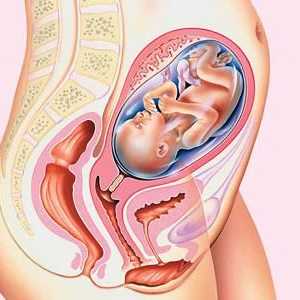 Poroda gestacijska dob i pravi. Odrediti gestacijsku dob ultrazvukom