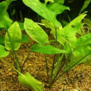 Akvarij biljke cryptocoryne pontederievolistnaya: opis, držanje, uzgoj i recenzije