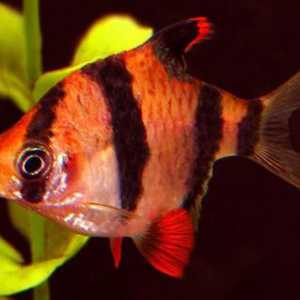 Akvarij riba: naslov, opis i sadržaj