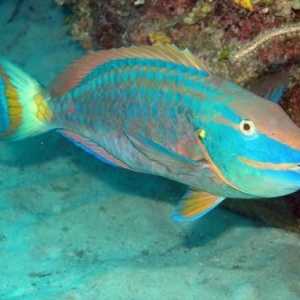 Akvarij parrotfish