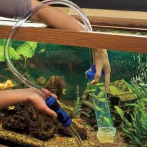 Akvariji: kako promijeniti vodu u akvariju? Kako obraniti vodu za akvarij