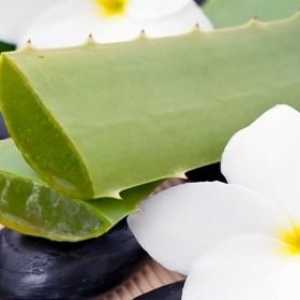 Aloe vera: korisna svojstva i kontraindikacije nevjerojatna biljka