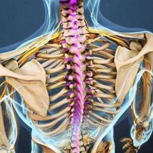 Anatomija vratne kralježnice, strukture i funkcije
