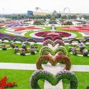 Arapska svjetsko čudo: Cvjetni park u Dubaiju