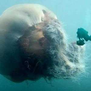 Arktik meduza - najveći meduza na svijetu