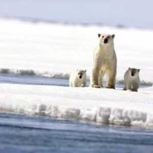 Arktik životinje. Sjeverni pol: faune, posebno opstanak u oštroj klimi