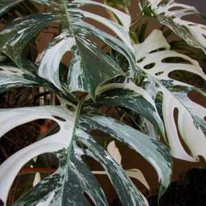 Araceae biljke - šarm tropskih šuma u vašem domu
