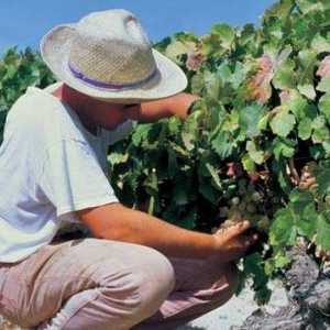 „Ataman” - grožđe za sladokusce i voditelja