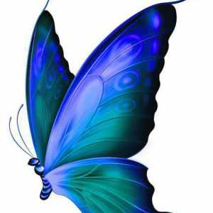 Leptir jedrilice, opis, karakteristične vrste