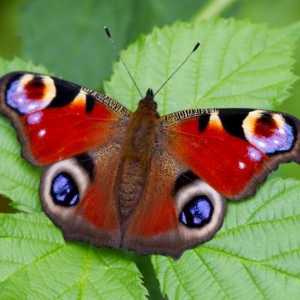 Leptir Peacock - Ljepota odred Lepidoptera
