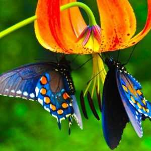 Butterfly World. Imena leptira i njihovih opisa