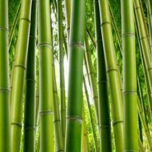 Bambus style - deka, jačanje zdravlja