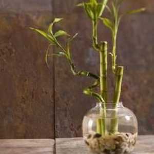 Bambus: skrb kod kuće i rastu