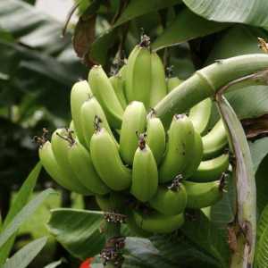 Banana gastritisa: zabranjeno voće ili lijek?