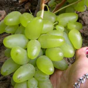 Bazhen - grožđe sa zadivljujućim osobinama
