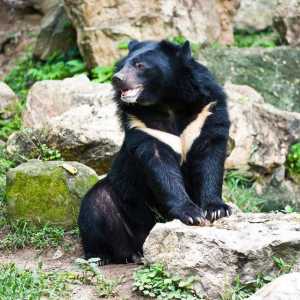 Crna medvjed: opis, stanište i ishrana