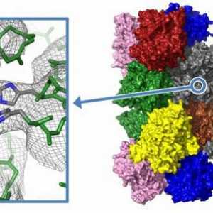 Protein: struktura i funkcija. svojstva proteina