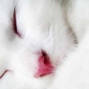 White mačke - nositelji svjetla i dobrote