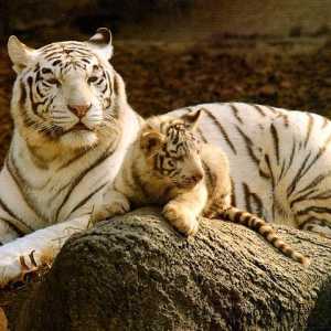 Bijeli tigar - životinje navedene u Crvenoj knjizi. Fotografija i opis bijelog tigra