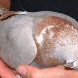 Newcastleske bolesti u golubova: simptoma, sprečavanje, liječenje