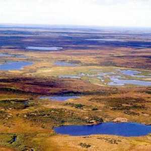 Bolshezemelskaya Tundra: prirodne značajke