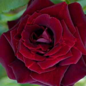 Maroon ruže - cvijeće kraljevski
