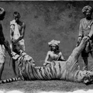 Champawat Tigar - zvijer-ubojica, je stvorio puno noćnih mora
