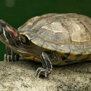 Što se hrane kod kuće krasnouhih kornjače često