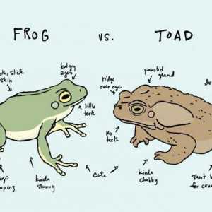Ono što razlikuje žaba iz žabu? Sličnost žaba i žaba