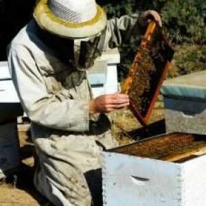 Korisni med: razred pčelinji proizvodi i njihova svojstva