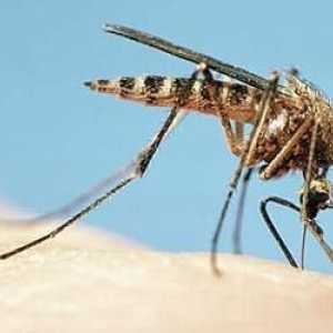 Osloboditi svrab od uboda komaraca u odraslih i djece? dobar savjet