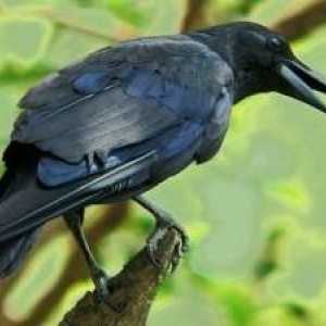 Mrcina Vrana - mudar strašna ptica
