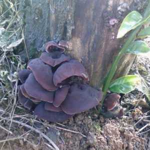 Crna gljive - jestiva, ali ne i vrlo popularne gljive