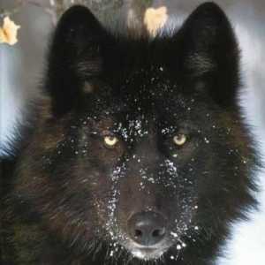 Crna Wolf - građanin Kanade i Aljaske