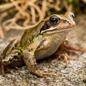 Zajednička žaba: opis, taksonomija, stanište, fotografije, sadržaj