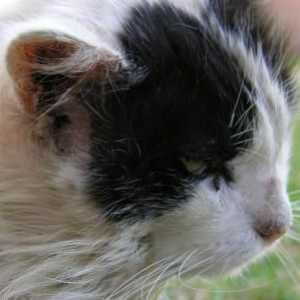 Svrab u mačaka: simptomi i tretman. Da li Svrab se prenosi od mačka osobe?