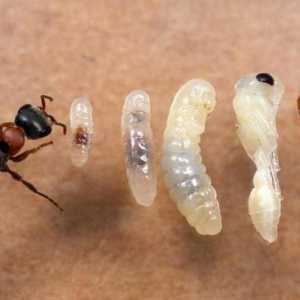 Četiri faze razvoja mrav: potpuna pretvorba